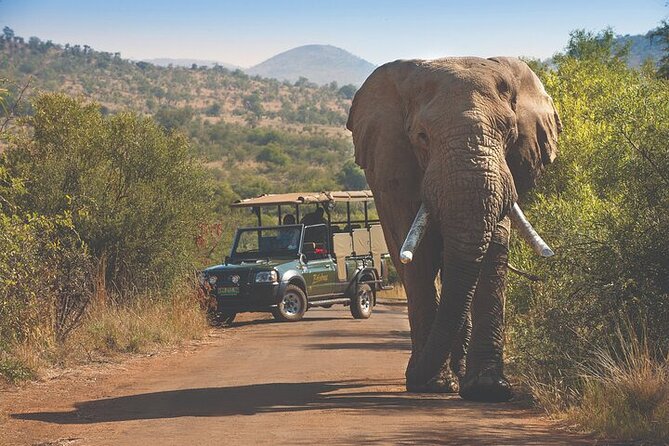 3-Hour Safari Tour in Pilanesberg National Park - Why this short Pilanesberg safari works