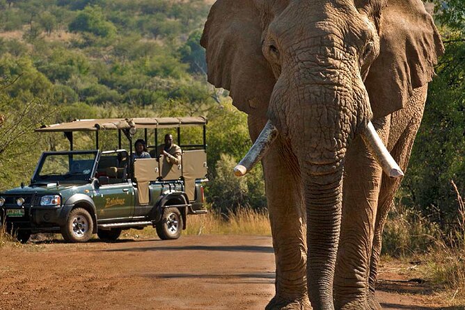 3-Hour Safari Tour in Pilanesberg National Park - Is $60.35 good value?
