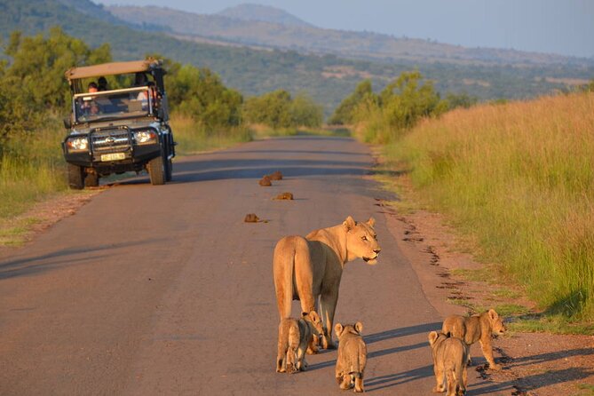 3-Hour Safari Tour in Pilanesberg National Park - What happens during the three-hour route