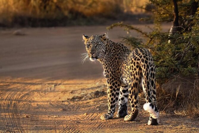 3-Hour Scheduled Safari Game Drive in Pilanesberg National Park - Why an early drive may be worth choosing