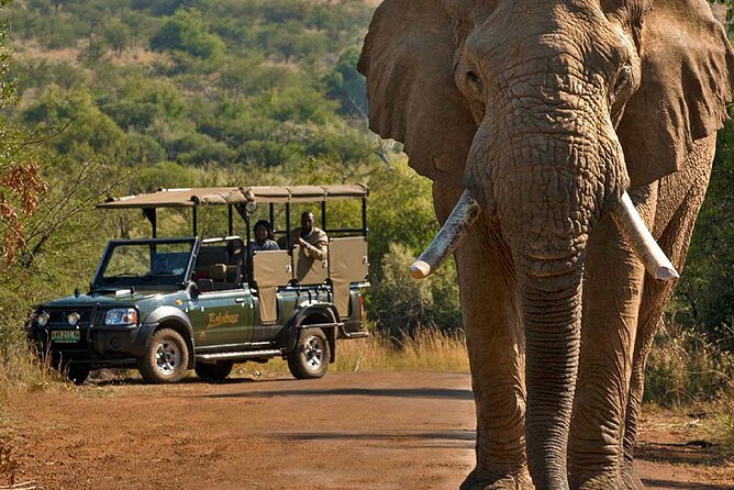 3-Hour Scheduled Safari Game Drive in Pilanesberg National Park - A closer look at the open safari vehicle