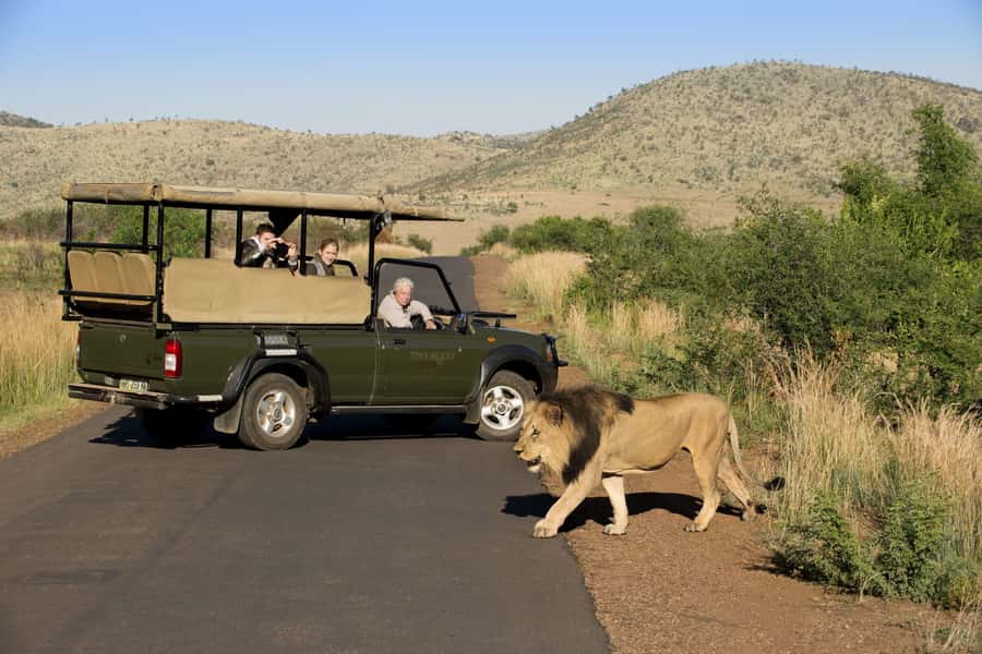 3-Hour Shared Game Drive in Pilanesberg National Park - Key points before you book