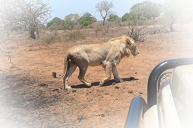 3 Night & 4 Day Private Kruger Park Safari - What wildlife sightings are realistic