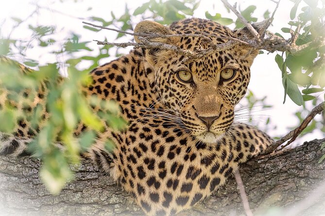 3 Night & 4 Day Private Kruger Park Safari - Camp life, food, and the practical comforts