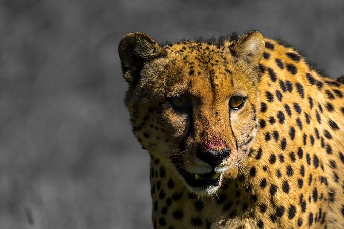 4 Day Addo to Karoo Safari - Key points to know before booking