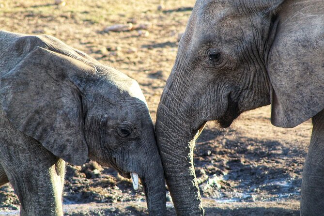 4 Day Addo to Karoo Safari - Day one: seven hours among Addo’s elephants