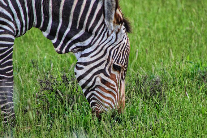 4 Day Addo to Karoo Safari - Day four: the Owl House and the Valley of Desolation