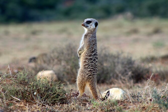 4 Day Addo to Karoo Safari - Who will enjoy this four-day safari most