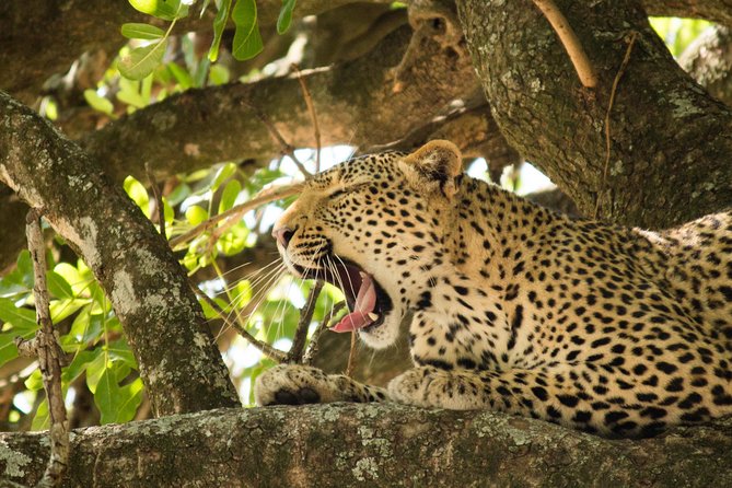 4 Day Budget Kruger National Park Safari - What this four-day safari really offers