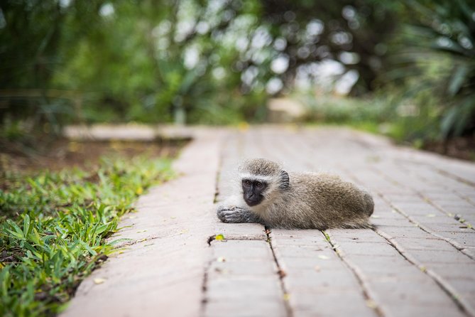 4 Day Classic Kruger National Park Safari - What This Four-Day Safari Really Includes