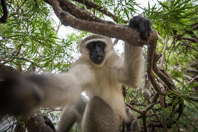 4 Day Classic Kruger National Park Safari - Tremisana Lodge and the Feel of the Stay