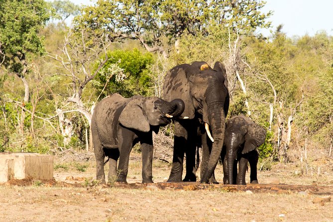 4 Day Classic Kruger National Park Safari - How Much Value Do You Get for $1,020.78?
