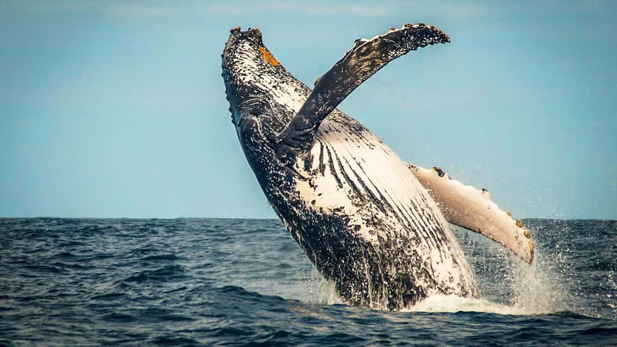 4-Day Garden Route Experience - Key details to know before you book