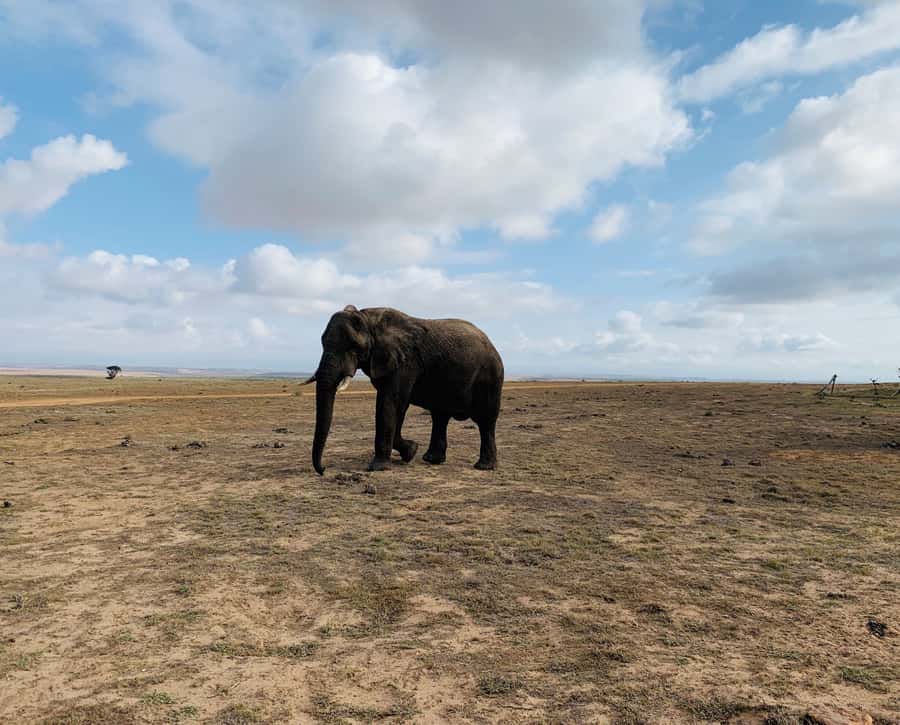 4-Day Garden Route Experience - Guides, driving, and the pace of the trip