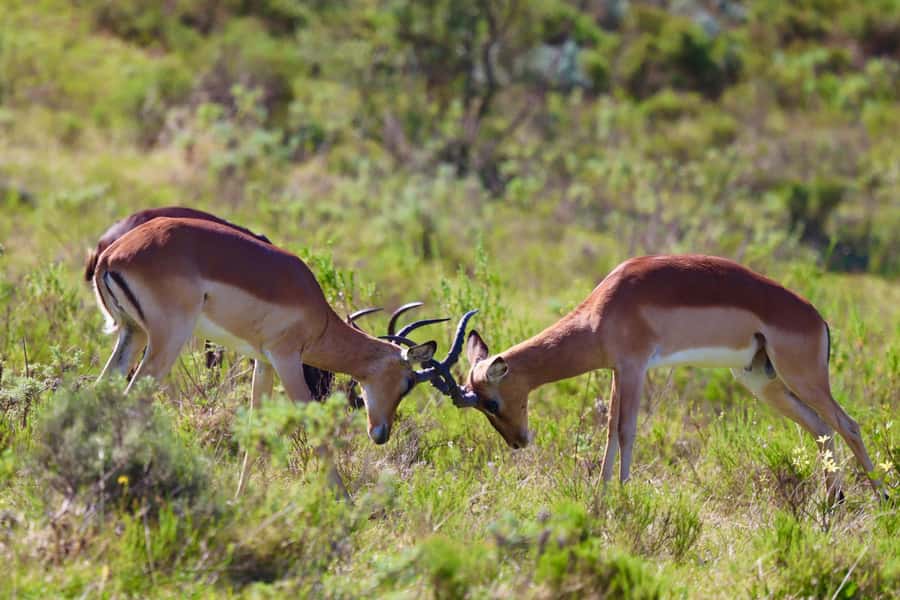 4-Day Garden Route Experience - Ostriches, Knysna Heads, and optional elephants