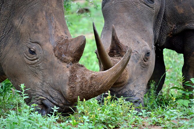 4-Day Hluhluwe Imfolozi and St Lucia Safari from Durban - Five details that shape the experience