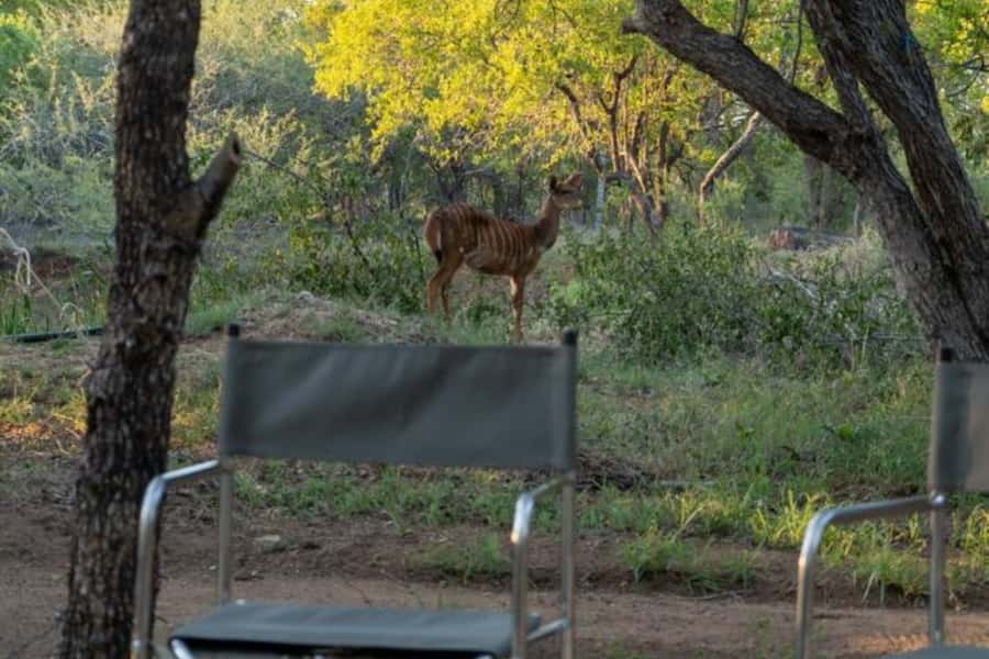 4 Day Kruger Glamping Budget Adventure - Glamping at Sekekama Tented Camp