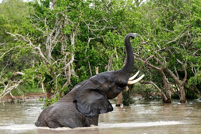 4 Day Kruger National Park and Panorama Route Safari - Day 4: One last choice before returning