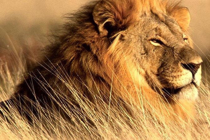 4 Day Kruger National Park and Panorama Route Safari - Accommodation, food, and daily comfort