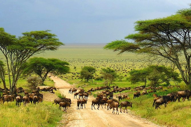 4 Day Kruger National Park and Panorama Route Safari - Who should book this safari?