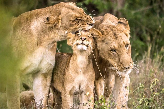 4 Day Kruger National Park and Panorama Route Safari - Day 1: Arrival and an afternoon in Kruger