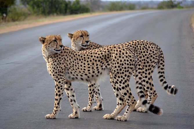 4-Day Kruger National Park Safari from Johannesburg - What the four-day Kruger safari really offers
