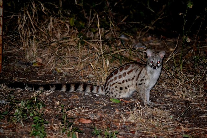 4-Day Kruger National Park Safari from Johannesburg - Food, comfort, and the camp experience