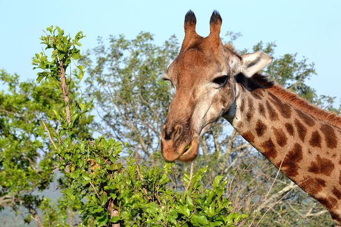 4-Day Kruger National Park Safari from Johannesburg - Afternoon arrival and the first bush-lodge night
