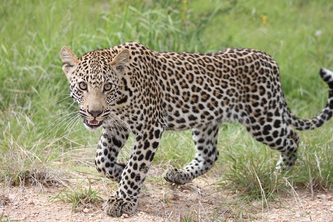 4 Day Kruger National Park Tour - Day 2: The main Kruger safari through Orpen Gate