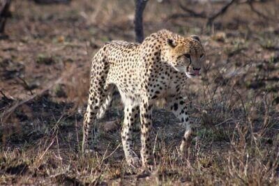 4 Day Kruger National Park Tour