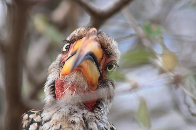 4 Day Kruger National Park Tour - Who will get the most from this trip?