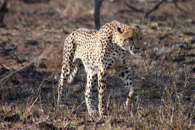 4 Day Kruger National Park Tour - Day 3: Moholoholo and Blyde River Canyon
