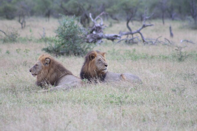 4 day Private Kruger Under Canvas Safari - Day 3: Another full safari day and two paid choices