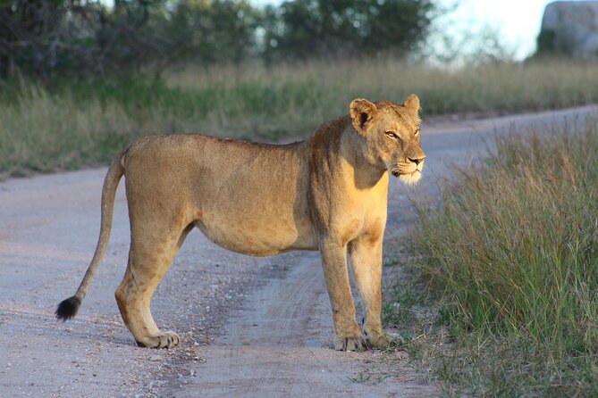 4 day Private Kruger Under Canvas Safari - Day 4: A final morning before returning to Skukuza or Hazyview
