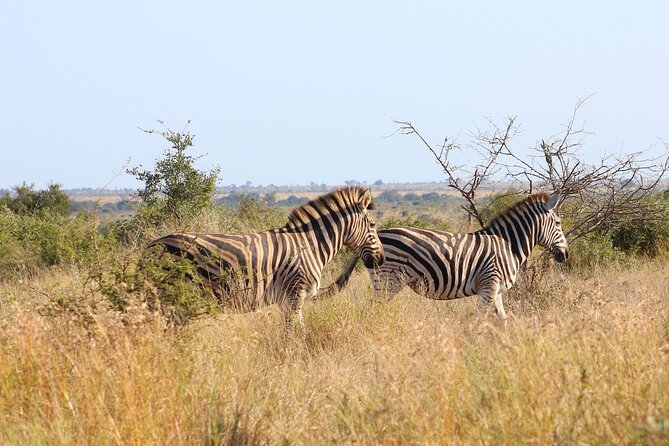 4 day Private Kruger Under Canvas Safari - Tents, meals, and the practical comfort level
