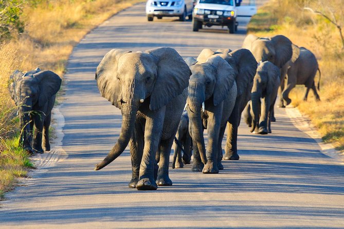 4 day Private Kruger Under Canvas Safari - Day 2: Dawn drives, bush brunch, and the midday pause