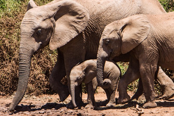 4 days Kruger Park Big 5 Safari and Awesome Panorama Route - Who should book this Kruger package?