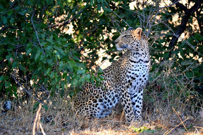 4 Night Kruger safari and Blyde Canyon - From Johannesburg to Kruger on day one
