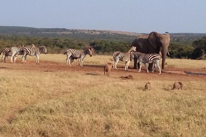 5 Day Cape to Addo Safari - Garden Route Small Group Tour - Why the Cape to Addo route works
