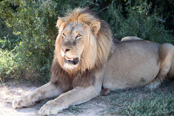 5 Day Cape to Addo Safari - Garden Route Small Group Tour - What the driving and schedule feel like