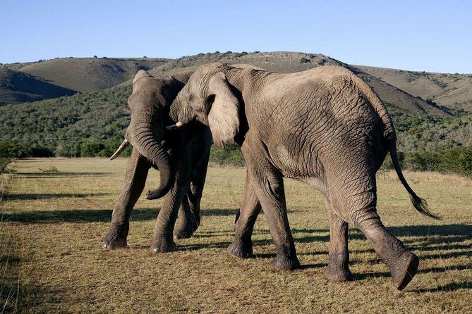 5 Day Cape to Addo Safari - Garden Route Small Group Tour - Day 2: Canoeing and a waterfall in Wilderness