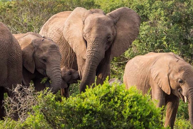 5 Day Garden Route and Addo Safari - Best of South Africa Small Group Tour - Day 5: Wilderness, Botlierskop, and the long road home