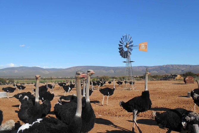 5 Day Garden Route and Addo Safari - Best of South Africa Small Group Tour - Day 1: Route 62 from Cape Town to Oudtshoorn