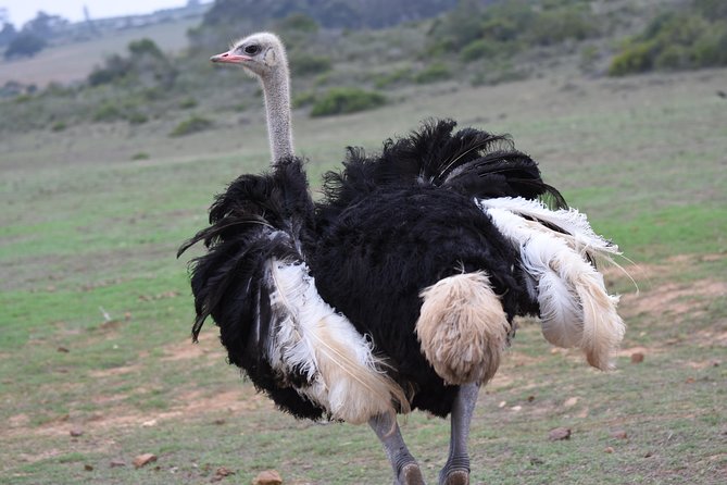 5 Day Garden Route Tour and Addo Elephant National Park - Day 3: Tsitsikamma’s coast and Addo’s elephants