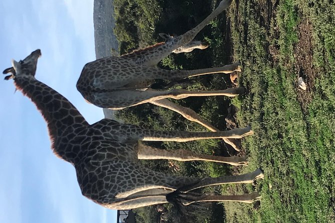 5 Day Garden Route Tour and Addo Elephant National Park - What the $782.76 price covers
