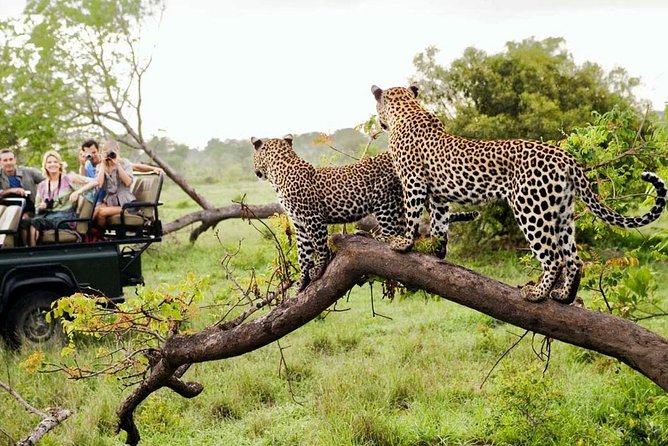 5 Day Kruger National Park and Panorama Route Safari - What the $914.58 price really buys you