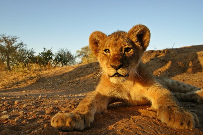 5 Day Kruger National Park and Panorama Route Safari - Day 5: Choose a final drive or a quiet morning