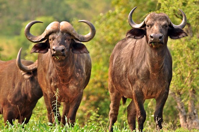 5 Day Kruger National Park and Panorama Route Safari - Day 1: Johannesburg to Kruger, then an afternoon drive