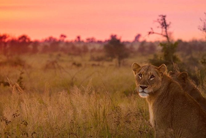 5 day-Kruger National Park Safari from Kruger Int. Airport (KMI), Panorama Route - How the guides shape the experience