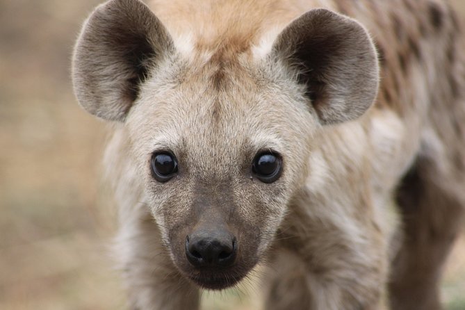 5 Day Kruger National Park tour - Day four gives you another long chance at the Big Five